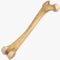 skeleton